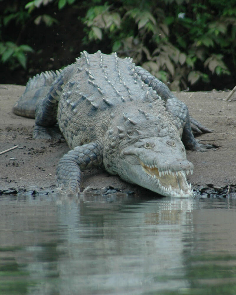 Crocodile River Boat Tour, Costa Rica